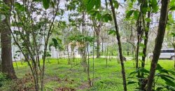 Investment opportunity in Antigua Gardens