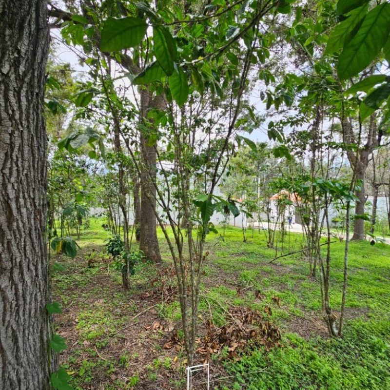 Investment opportunity in Antigua Gardens